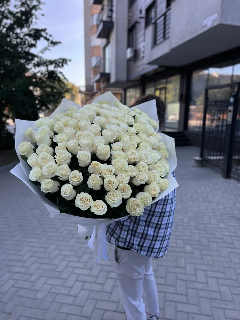 101 trandafiri albi 100 cm (olandezi)